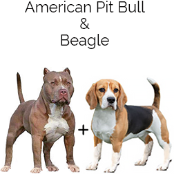 Beagle Bull Dog